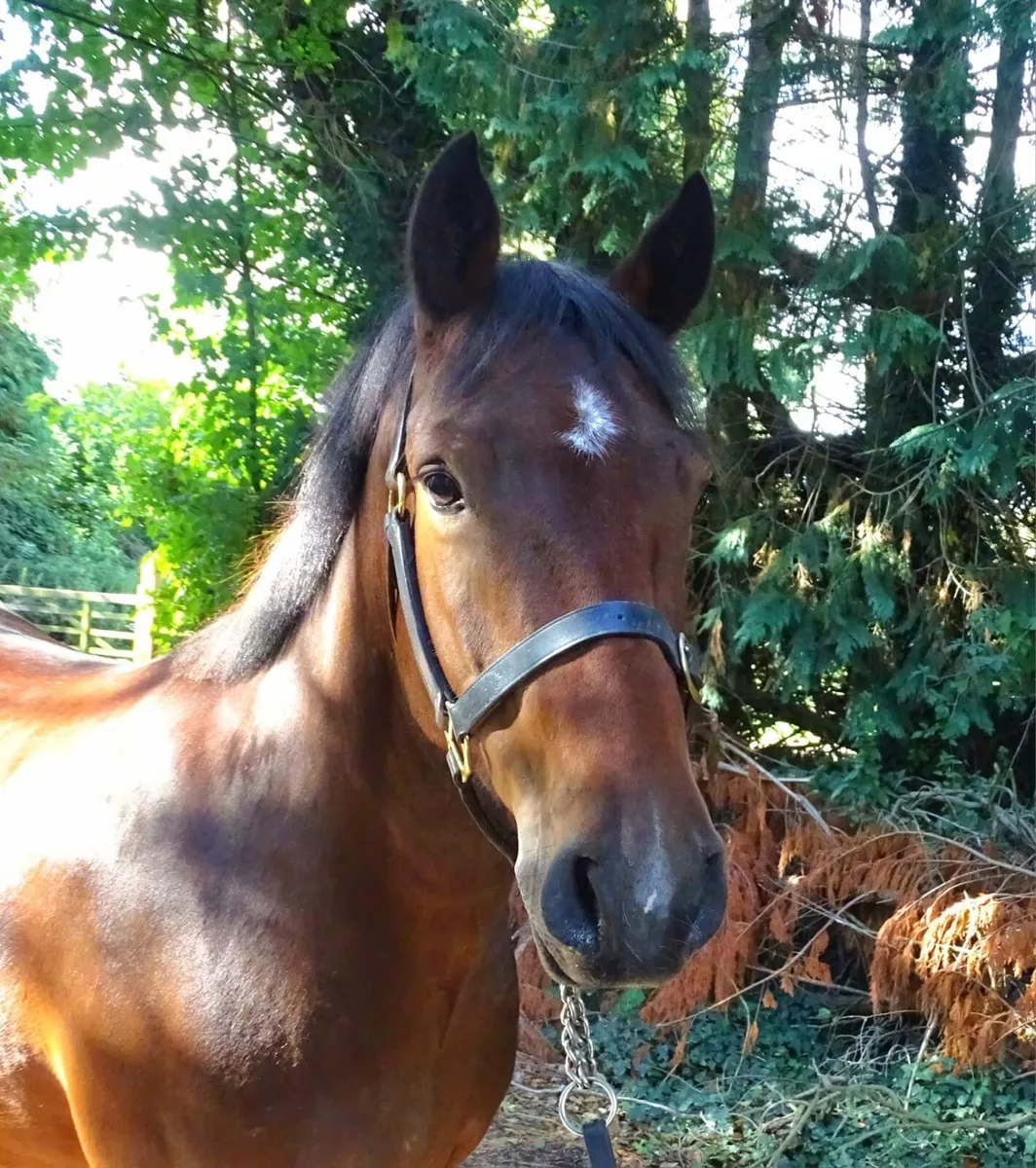 Quality 4yr Connemara mare 146cm - Image 4