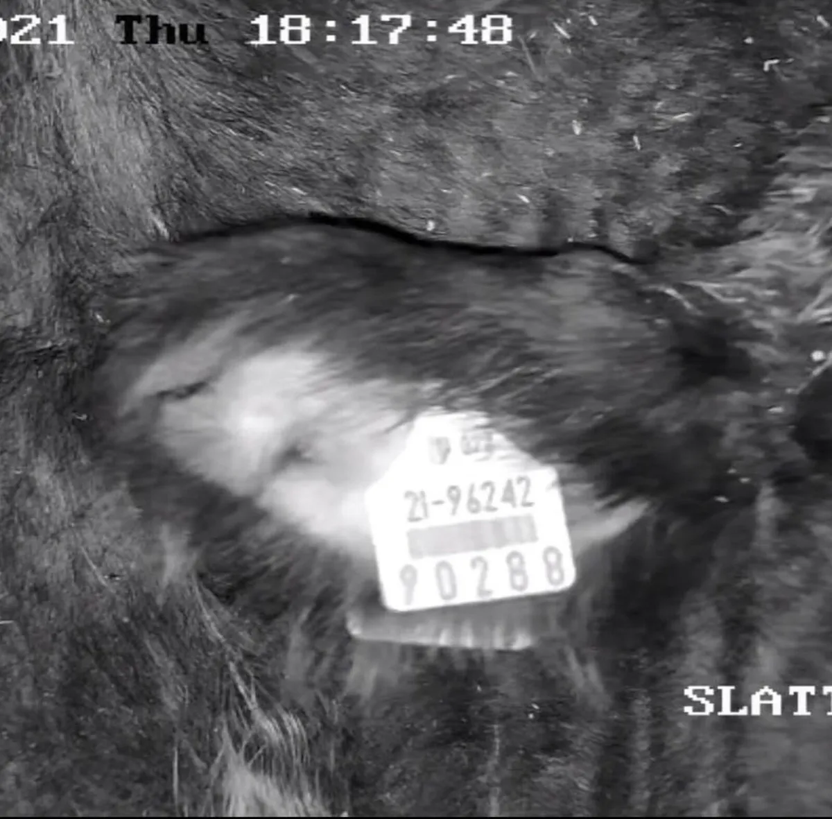 Calving Camera Installation - Image 4