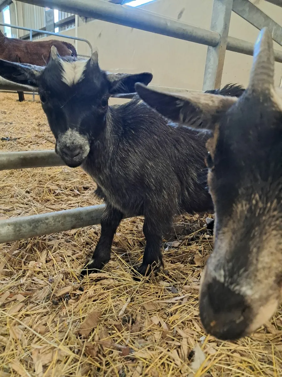 Kid goats - Image 3