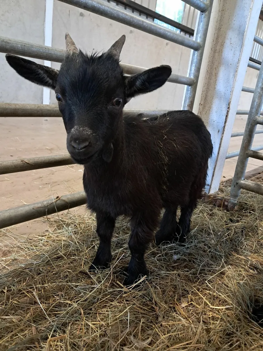 Kid goats - Image 4