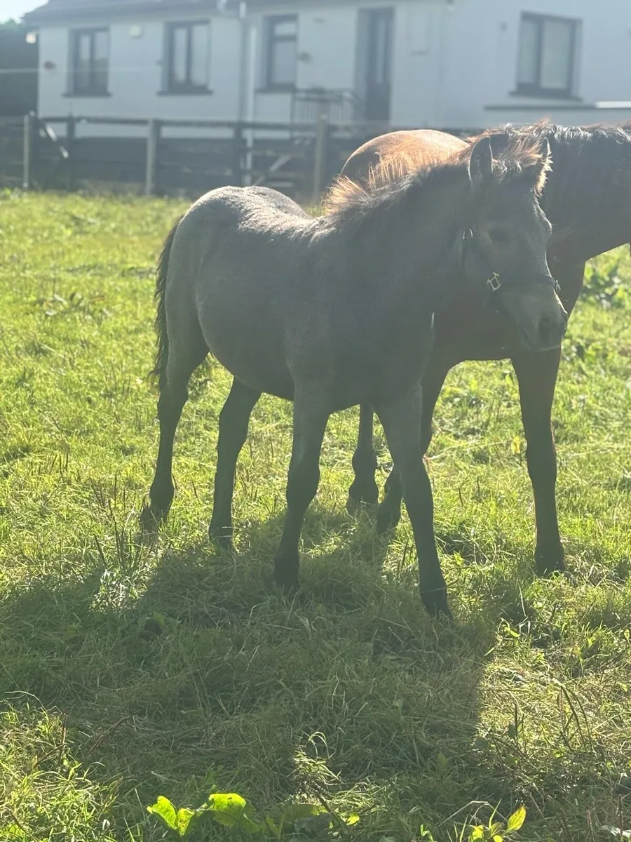 Cob foal - Image 2