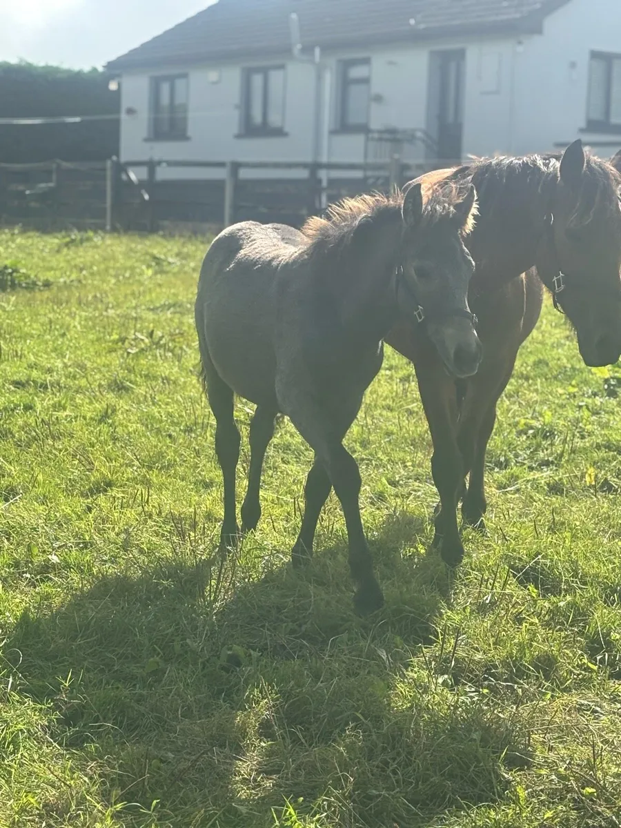 Cob foal - Image 3