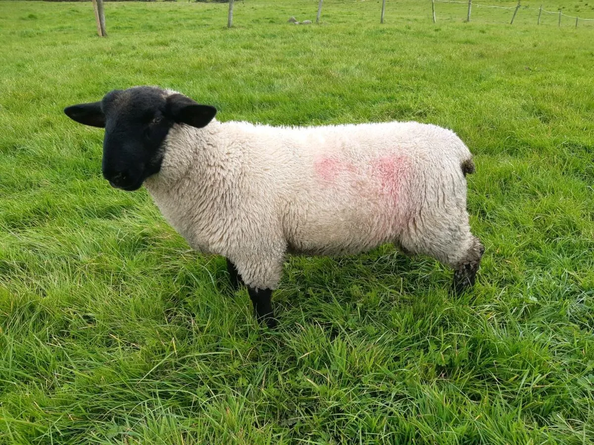 Ram - Image 1
