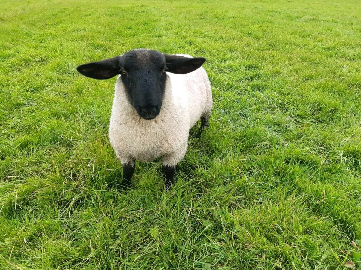 Ram - Image 2
