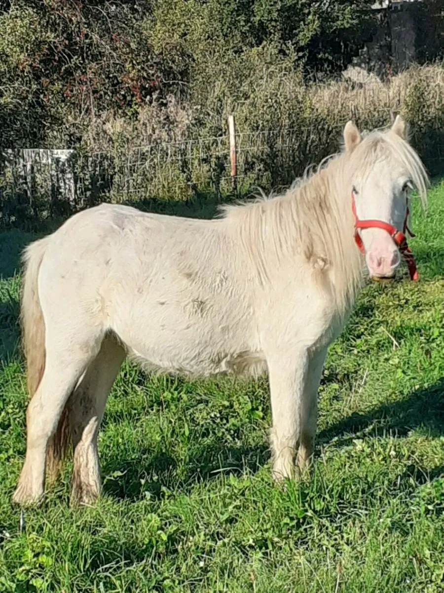 Dapple Grey Stallion - Image 2