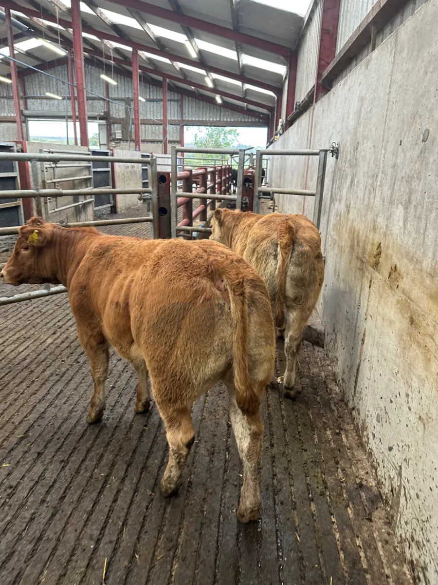 E grade lim heifers - Image 4
