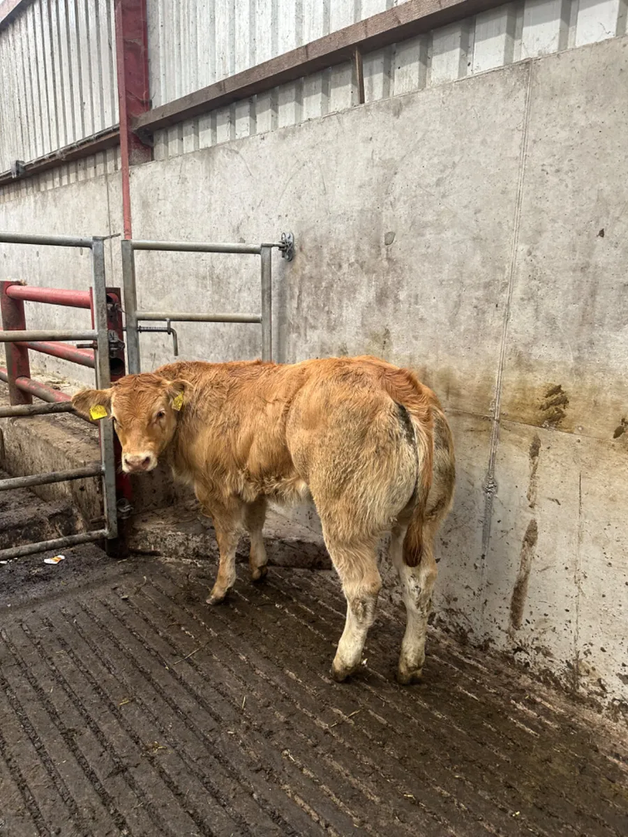 E grade lim heifers - Image 3