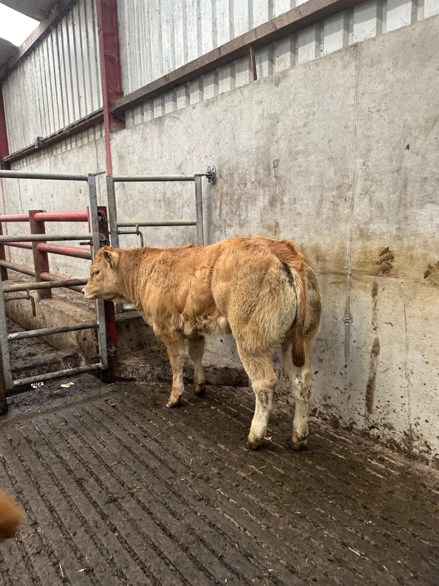 E grade lim heifers - Image 2