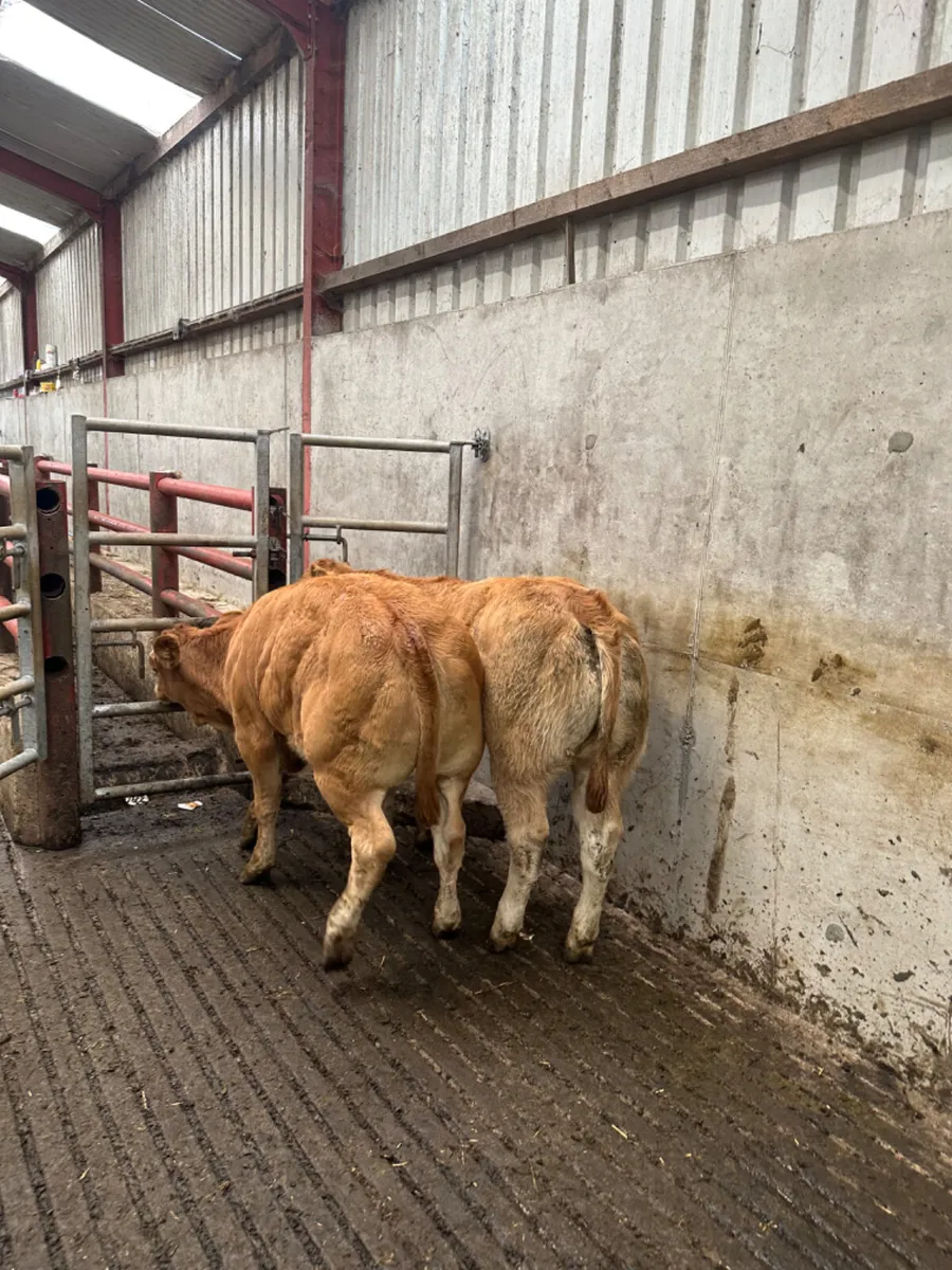 E grade lim heifers - Image 1