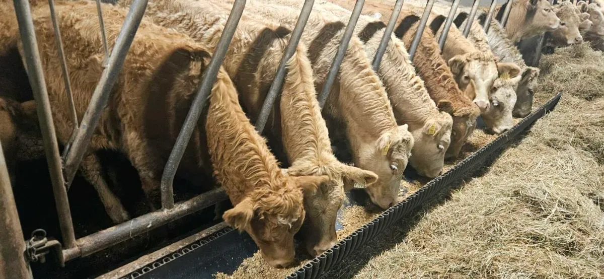20 Smashing Charolais Heifers 300kgs. - Image 1