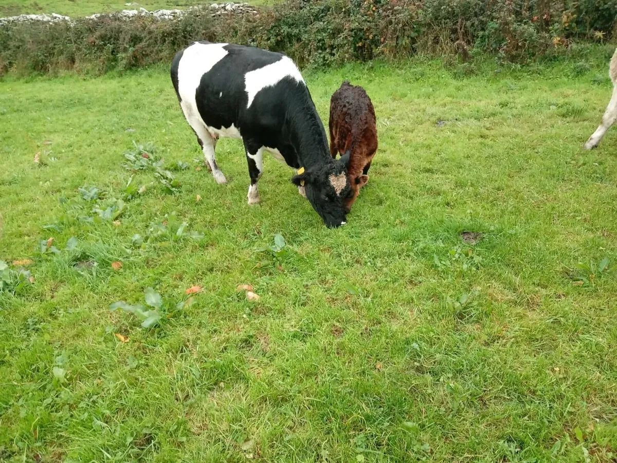 LM HEIFER WITH CALFS ELIGIBLE FOR SCEP - Image 1