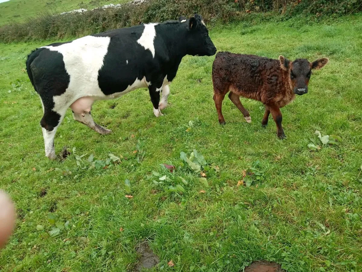 LM HEIFER WITH CALFS ELIGIBLE FOR SCEP - Image 2