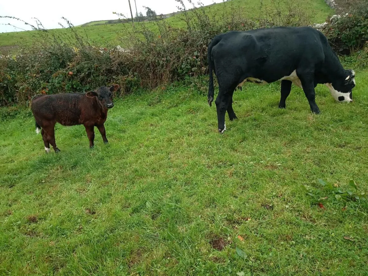 LM HEIFER WITH CALFS ELIGIBLE FOR SCEP - Image 3