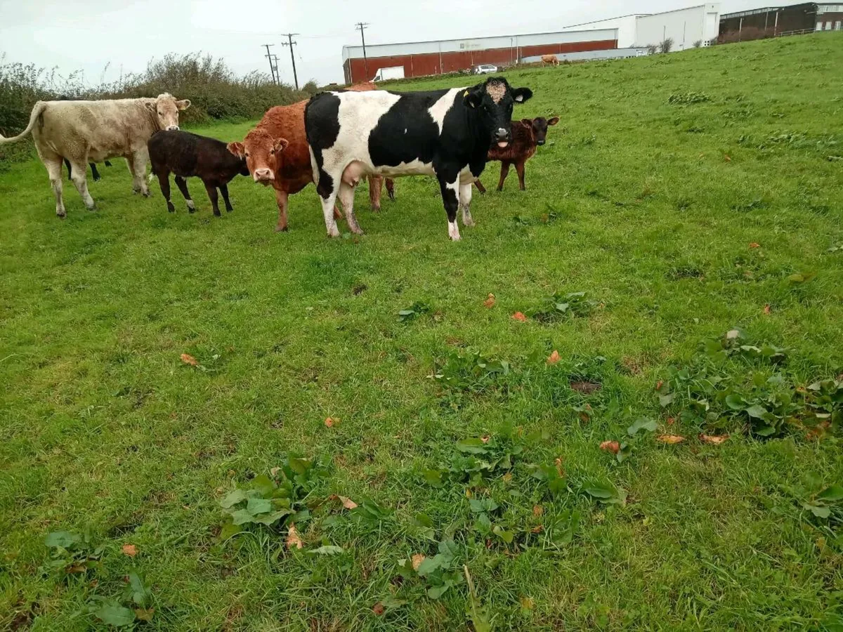 LM HEIFER WITH CALFS ELIGIBLE FOR SCEP - Image 4