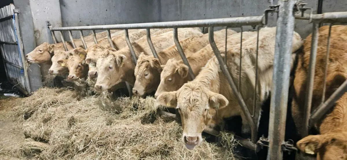 20 Smashing Charolais Heifers 300kgs. - Image 2