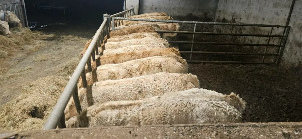 20 Smashing Charolais Heifers 300kgs. - Image 3