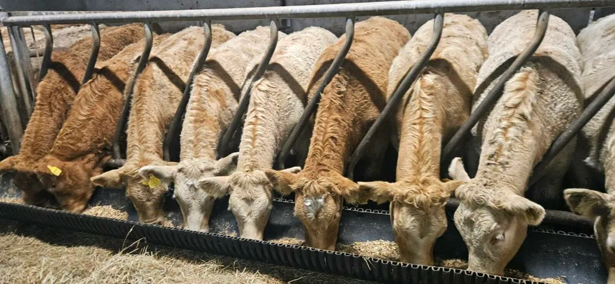 20 Smashing Charolais Heifers 300kgs. - Image 4