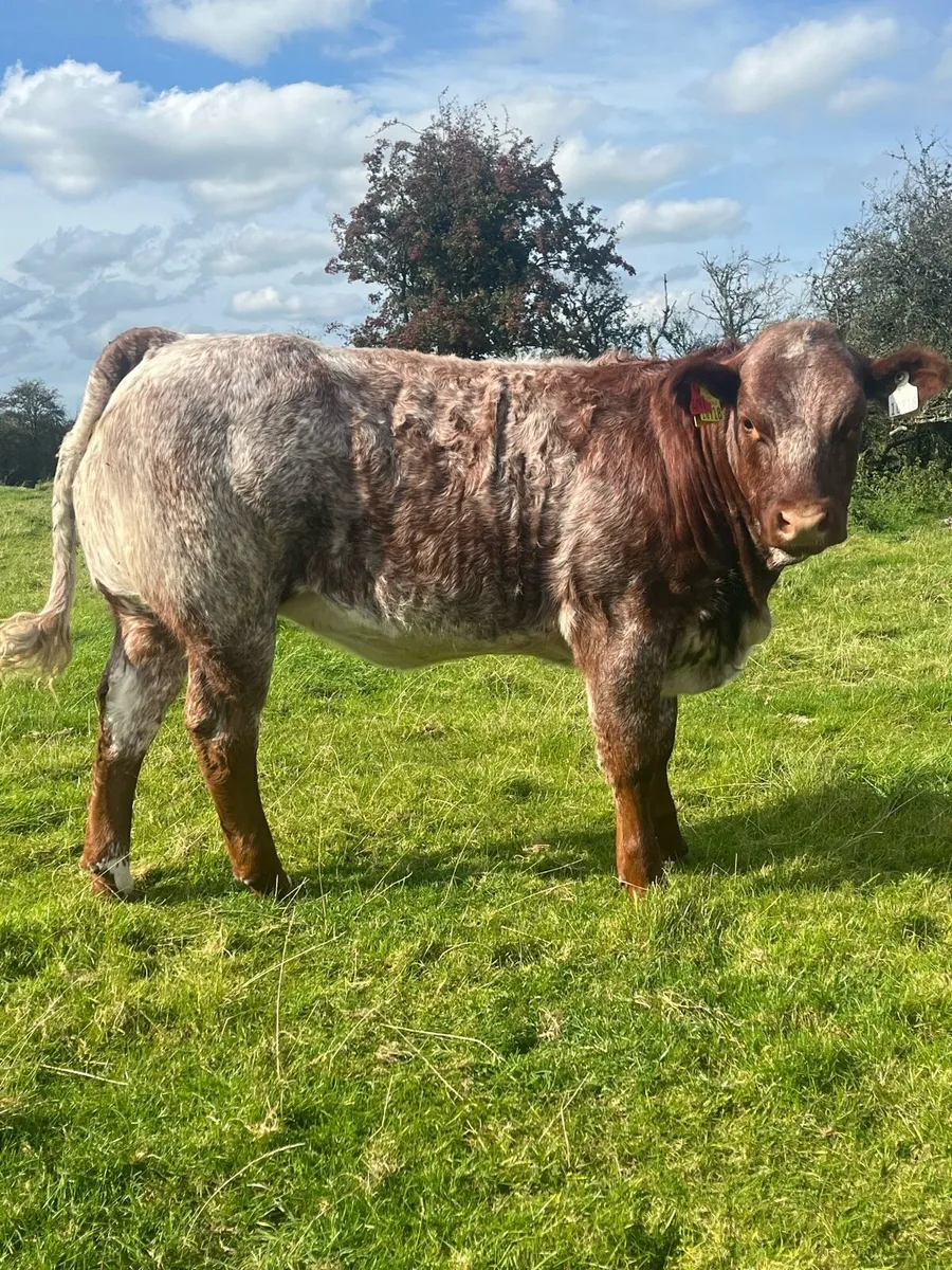 Weanling heifers - Image 1