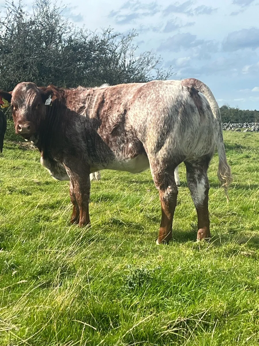 Weanling heifers - Image 2
