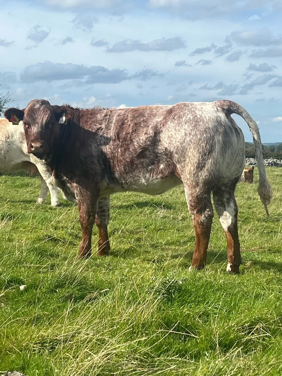 Weanling heifers - Image 3