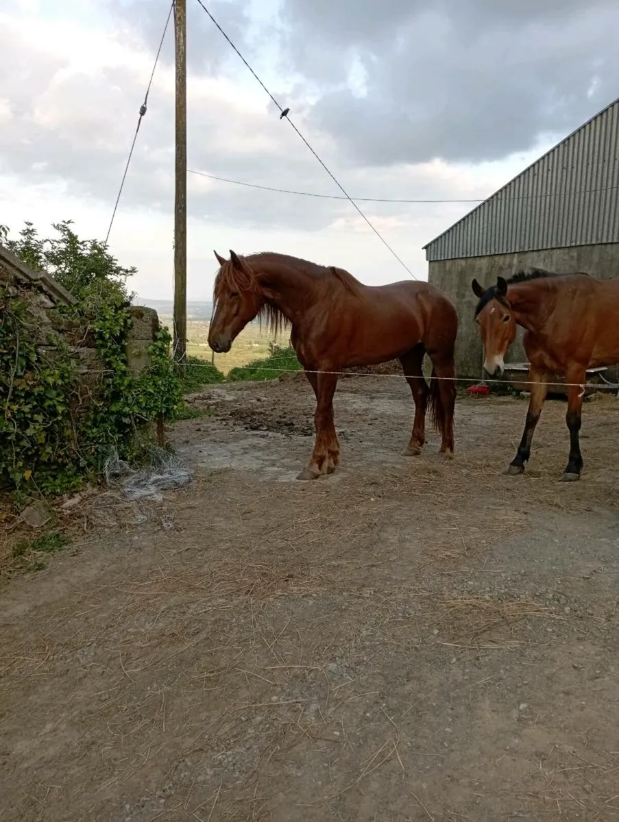 Gelding for sale - Image 1