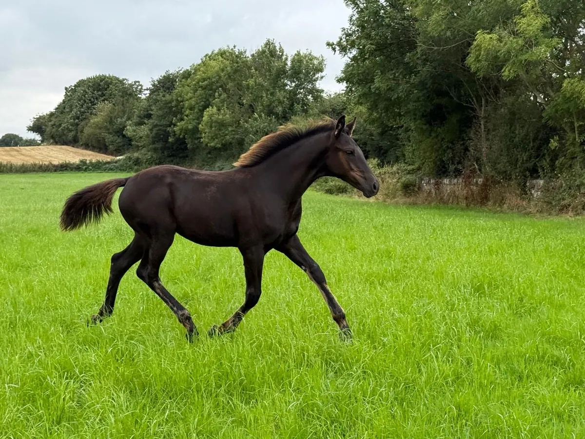 Selection of foals - Image 2