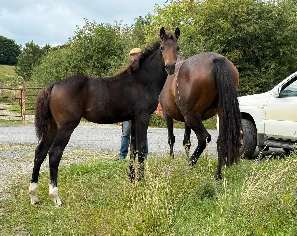 Selection of foals - Image 3
