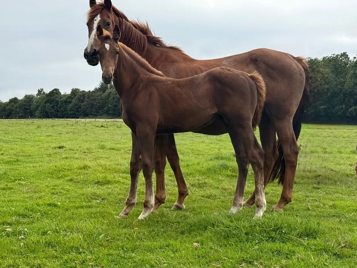 Selection of foals - Image 1