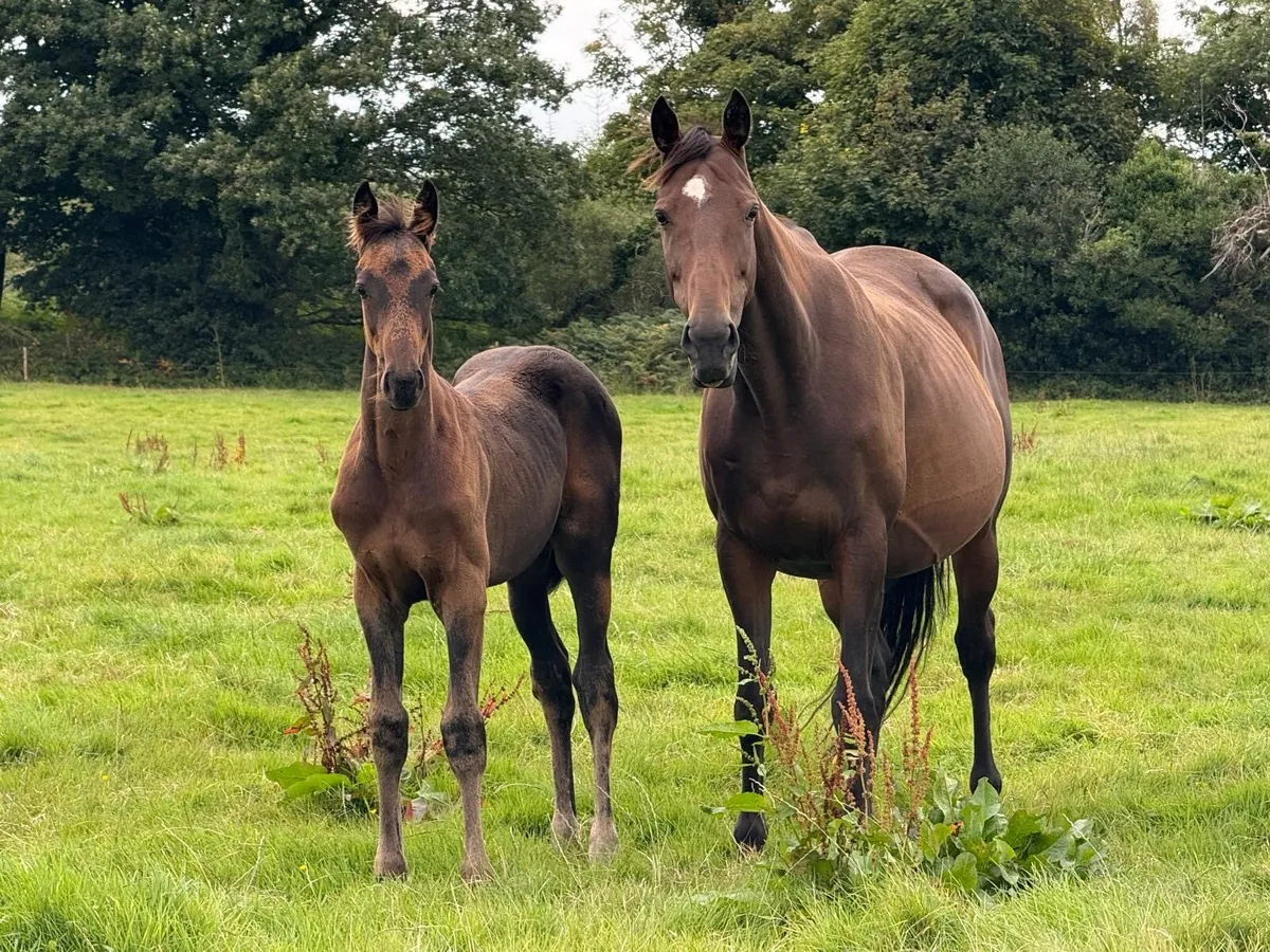 Selection of foals - Image 4