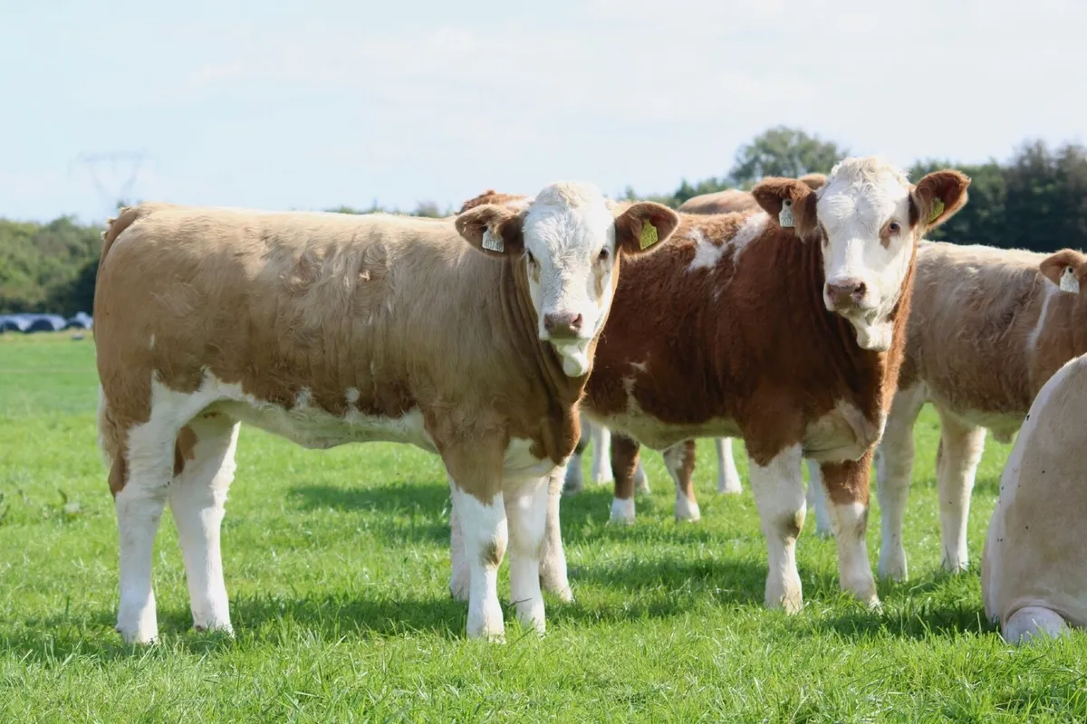 25th Anniversary Simmental X Heifer Sale - Image 2