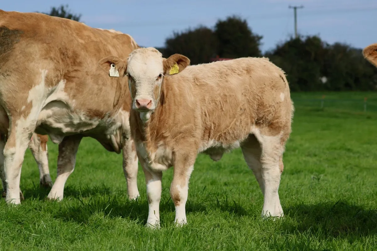 25th Anniversary Simmental X Heifer Sale - Image 3
