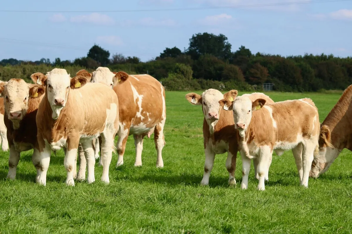 25th Anniversary Simmental X Heifer Sale - Image 4