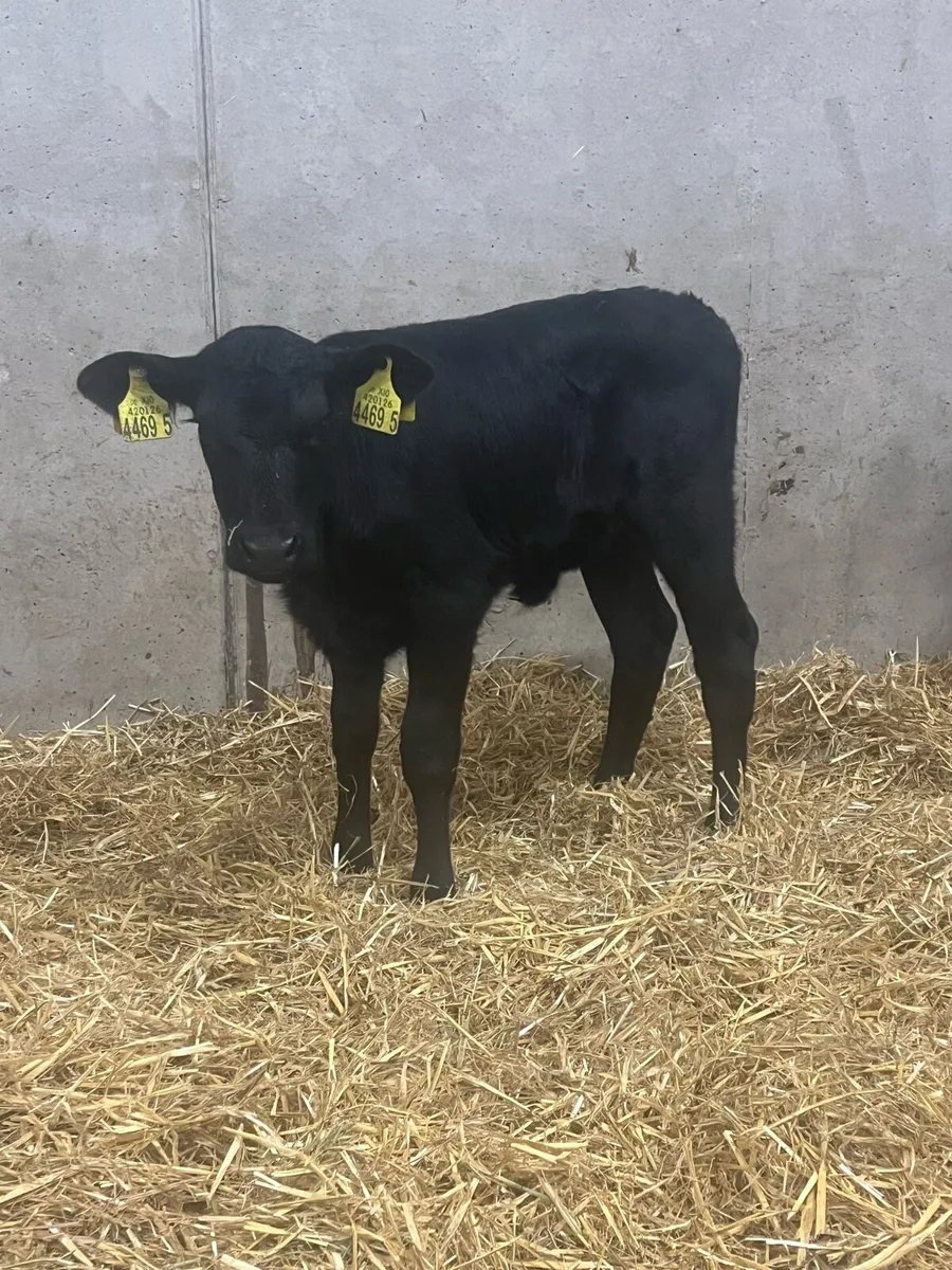 10 Angus Heifer Calves - Image 1