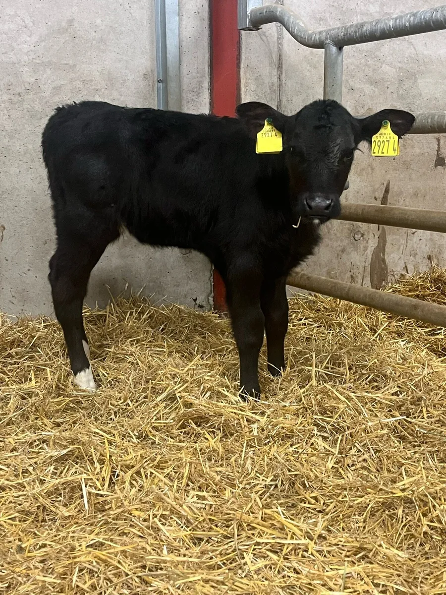 10 Angus Heifer Calves - Image 2