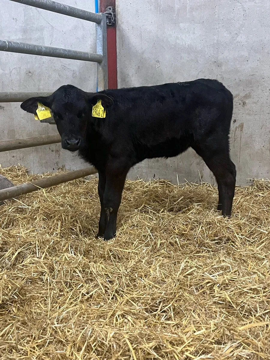 10 Angus Heifer Calves - Image 3