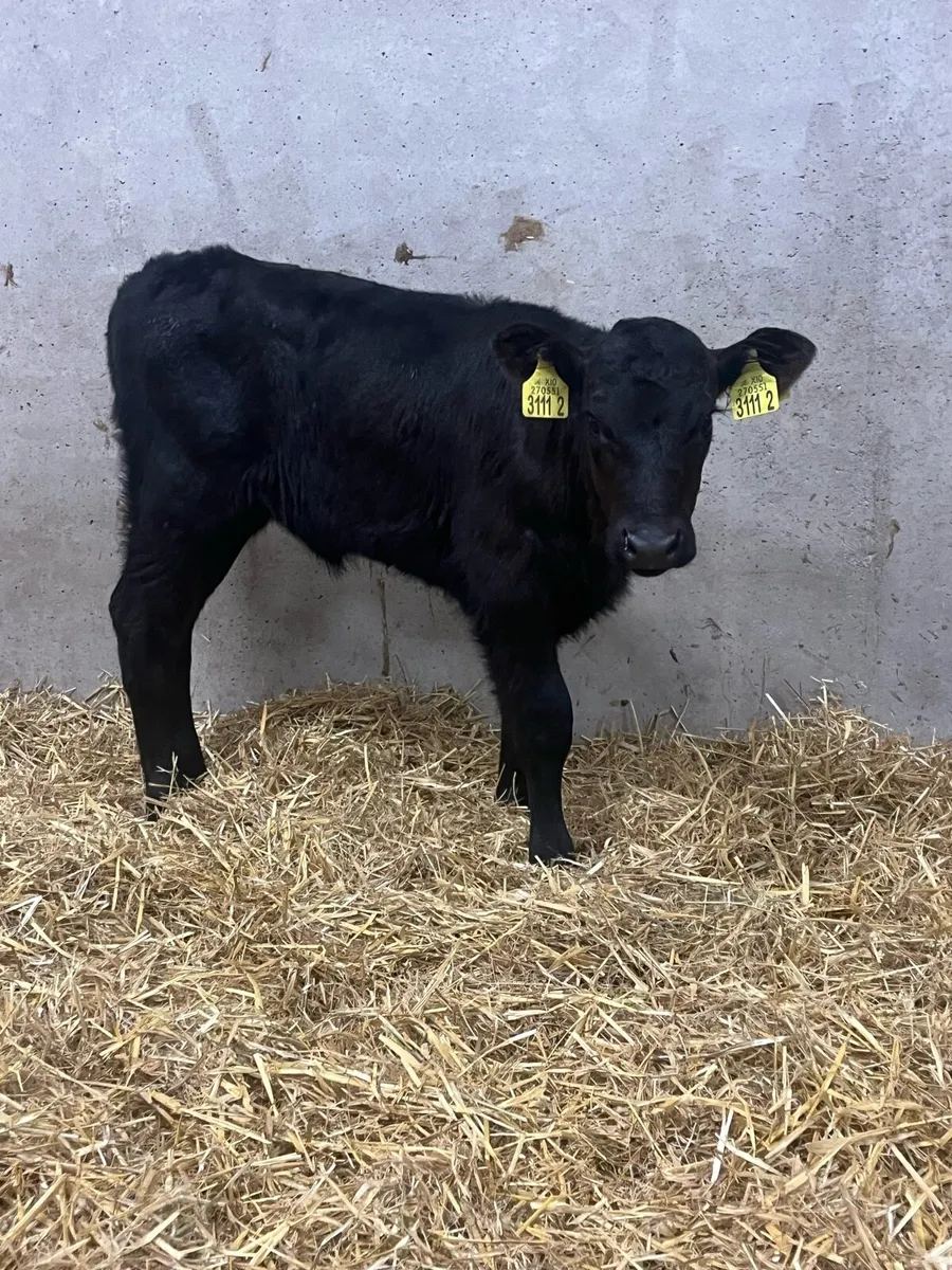 10 Angus Heifer Calves - Image 4
