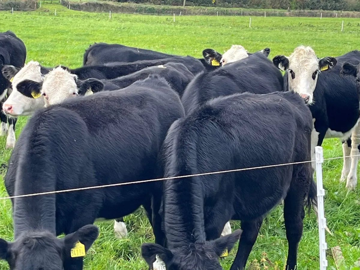 Heifer Weanlings - Image 2