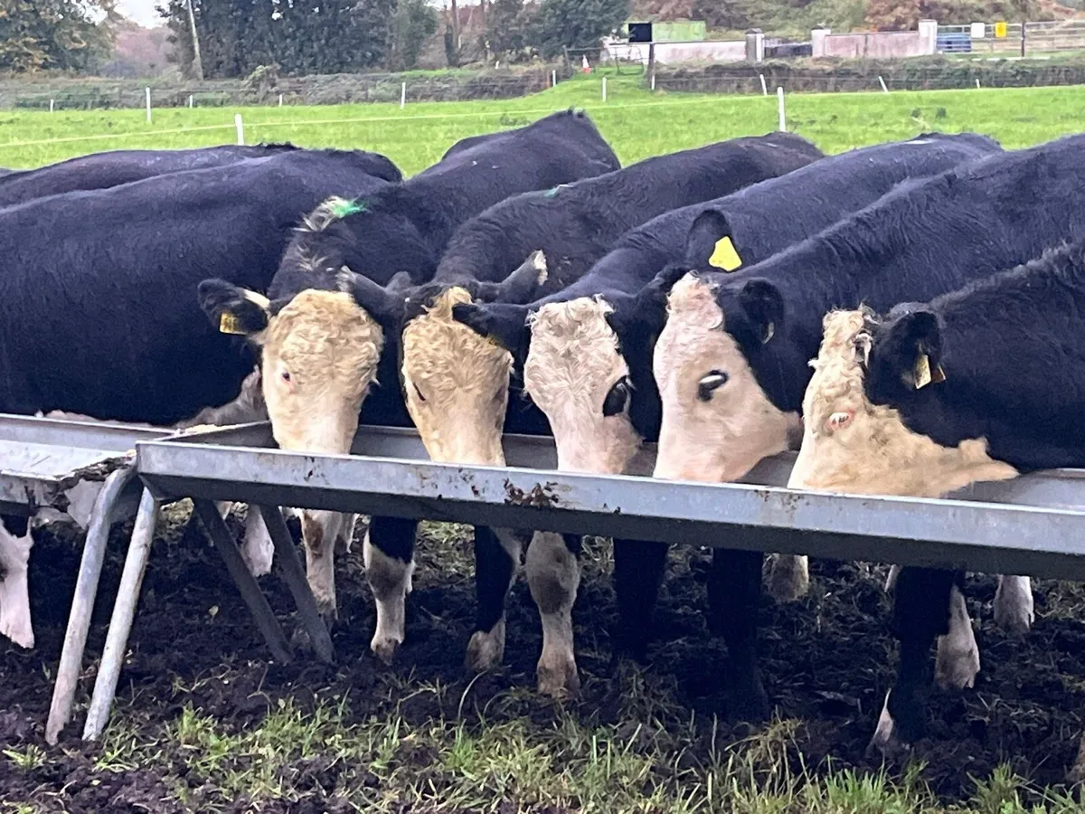 Heifer Weanlings - Image 3