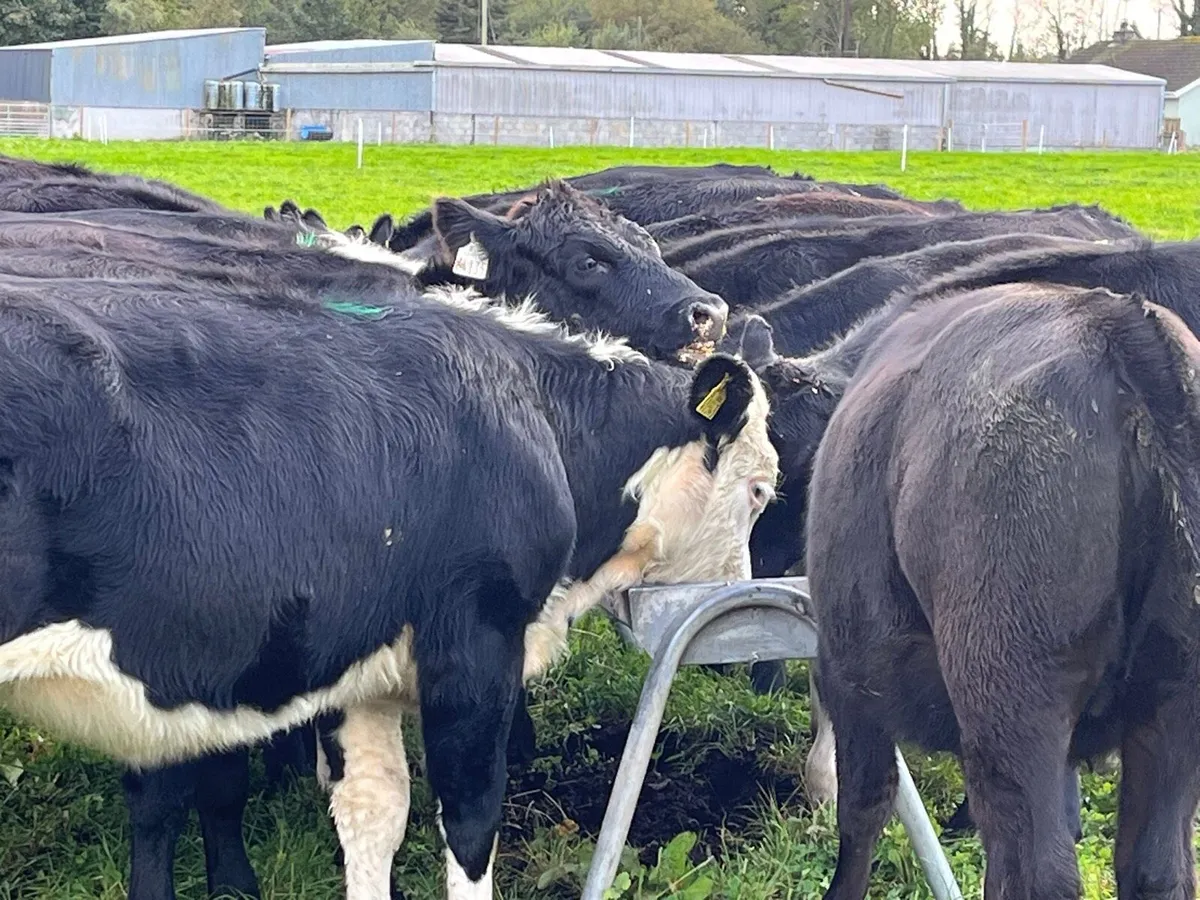 Heifer Weanlings - Image 4