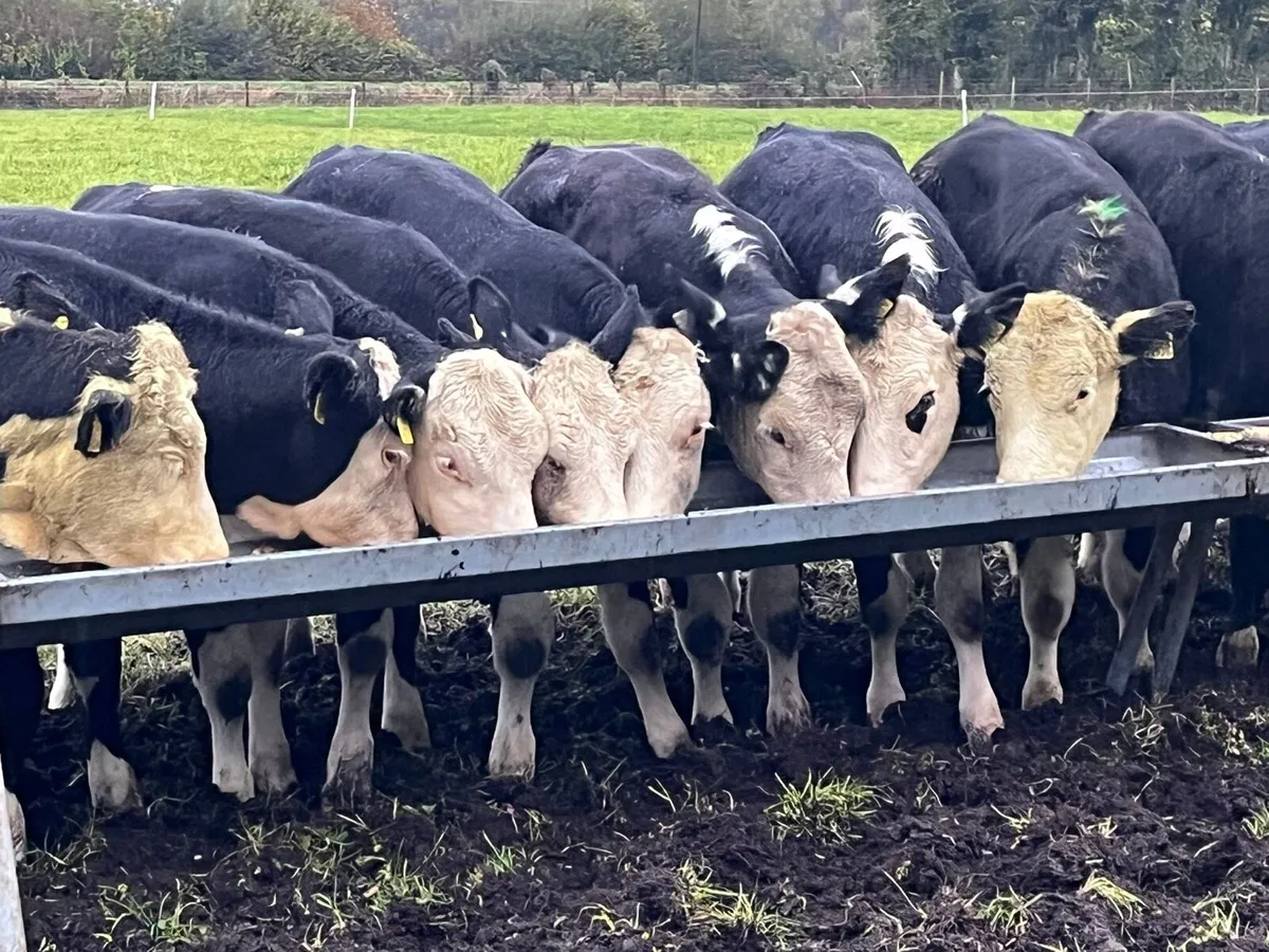 Heifer Weanlings - Image 1