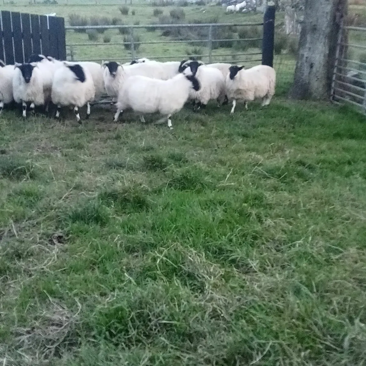 Sheep - Image 1