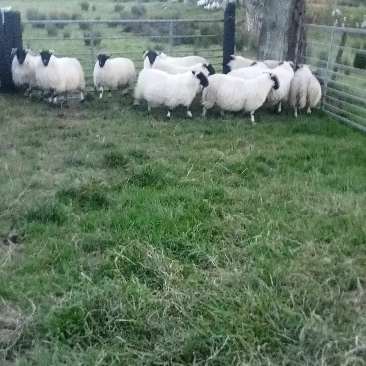 Sheep - Image 2