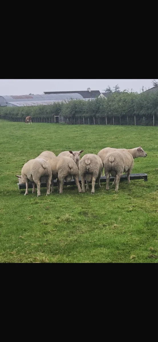Charollais Pure Bred Ram lambs - Image 1