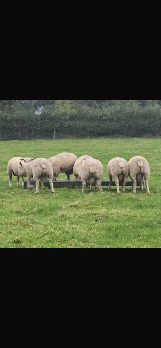 Charollais Pure Bred Ram lambs - Image 2