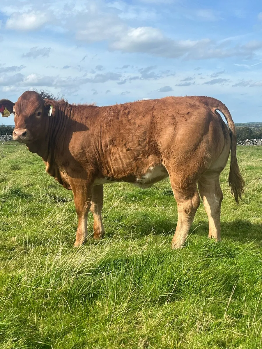 Weanling heifers - Image 4