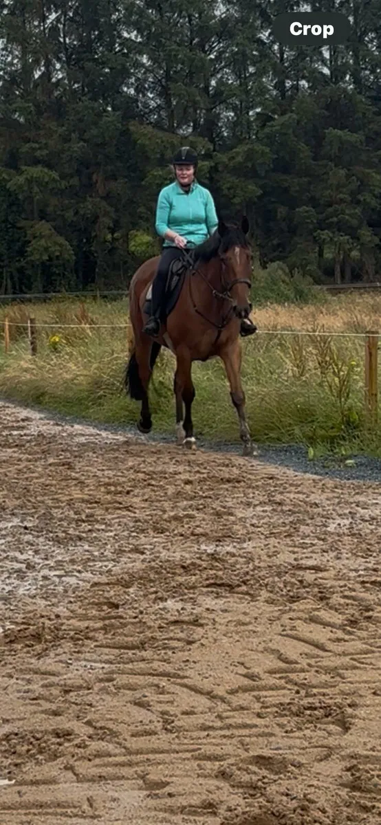 Gelding - Image 2
