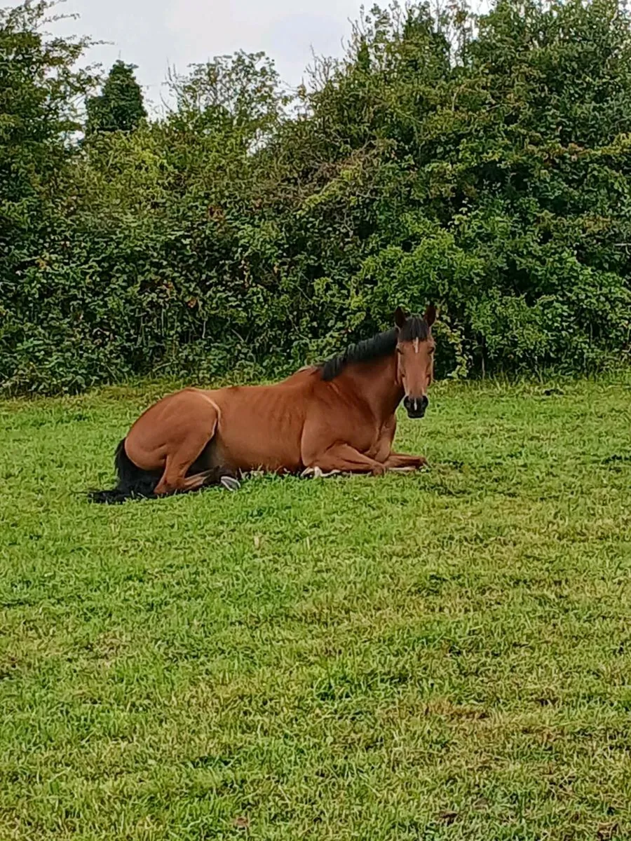 Gelding - Image 1