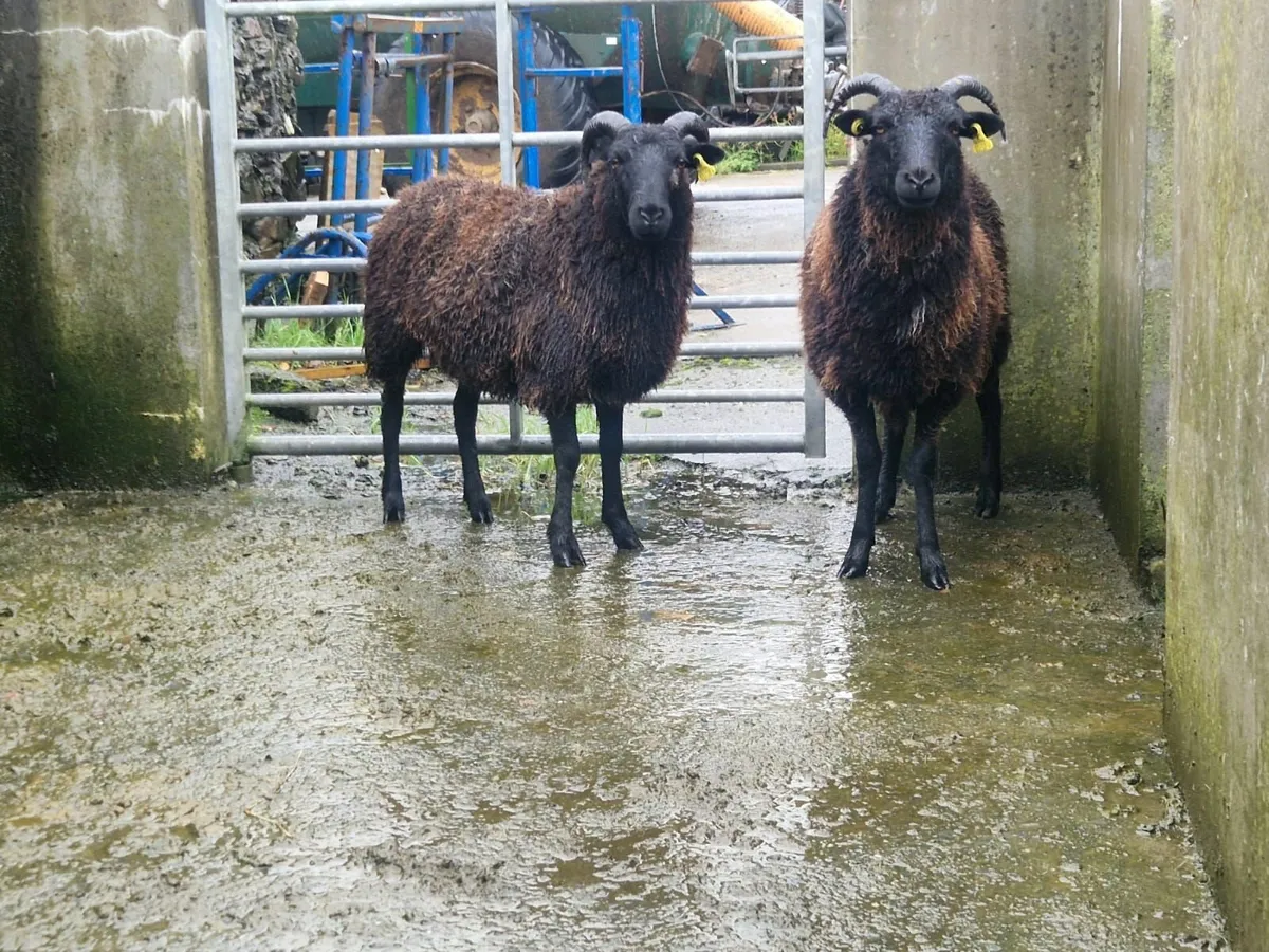 Sheep - Image 1