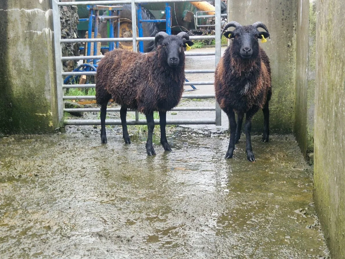 Sheep - Image 2