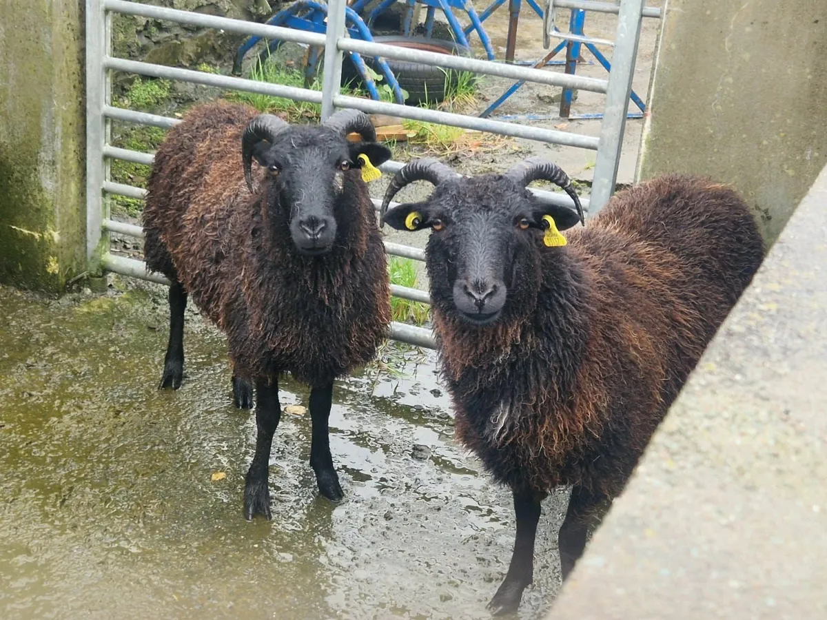 Sheep - Image 3